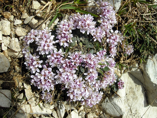 Noccaea stylosa (=Thlaspi stylosum) / Erba storna appennina